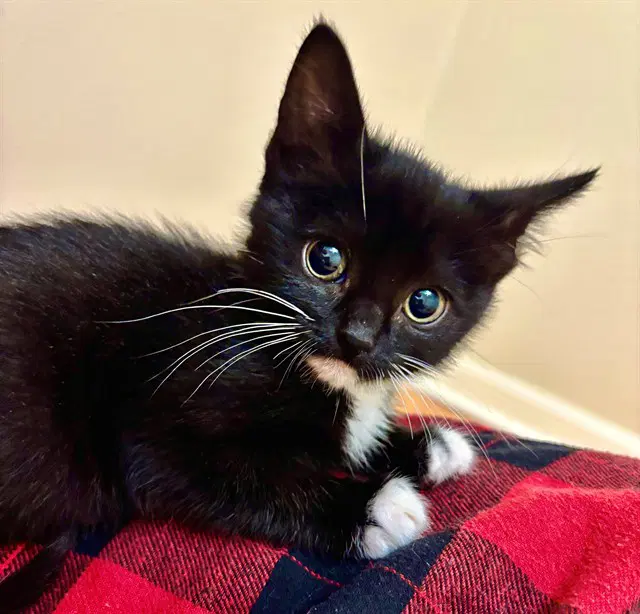 Lotus - Domestic Short Hair