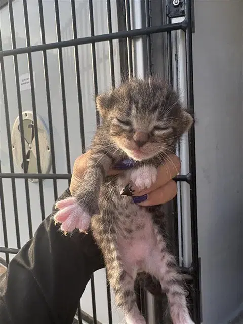 Grumpy - Domestic Short Hair