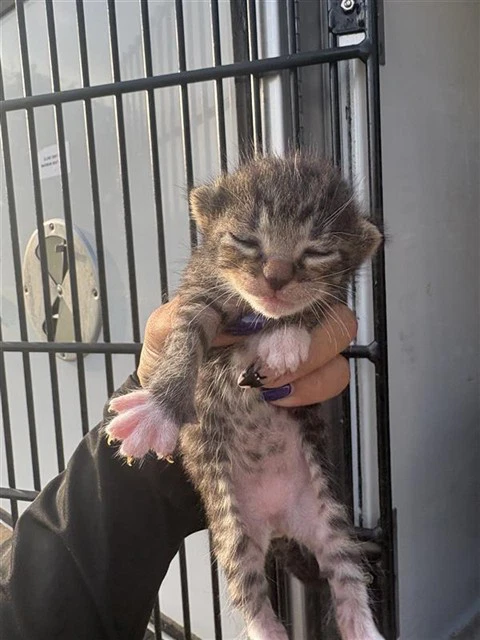 Grumpy