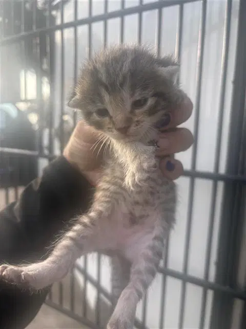 Suzie - Domestic Short Hair