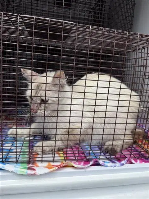 Willow - Domestic Short Hair