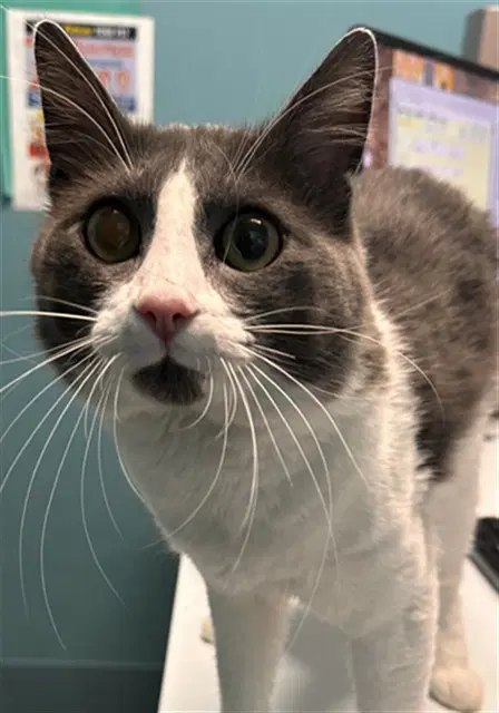 River - Domestic Short Hair