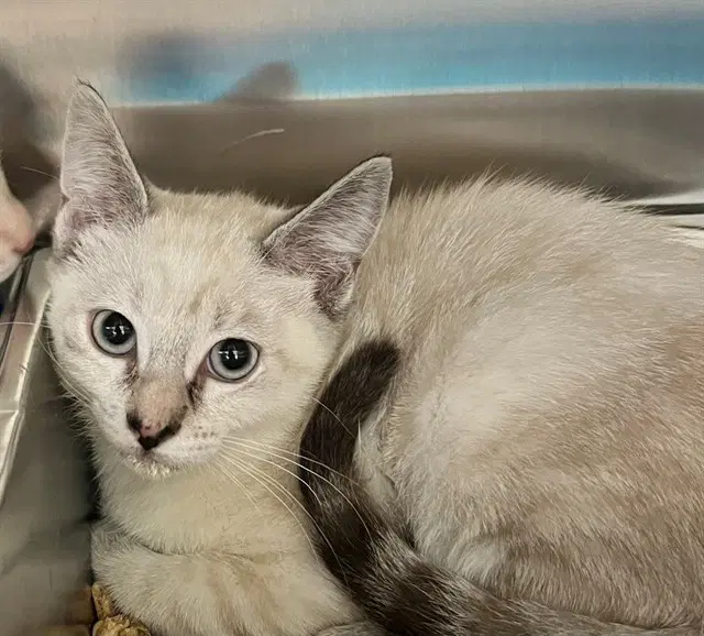 Aubrey - Siamese
