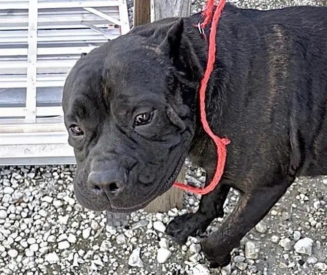 Unknown - Cane Corso Mastiff