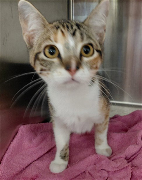 LILLY, a cat for adoption from Harris County Pets