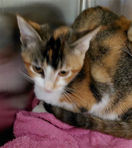 POLLY, a cat for adoption from Harris County Pets