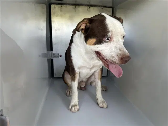 Unknown - American Pit Bull Terrier