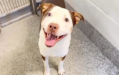 GIGGLES, a dog for adoption from Harris County Pets
