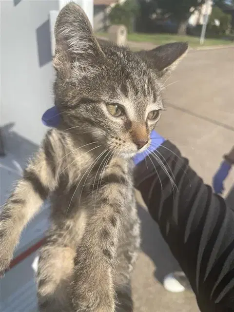 Unknown - Domestic Short Hair