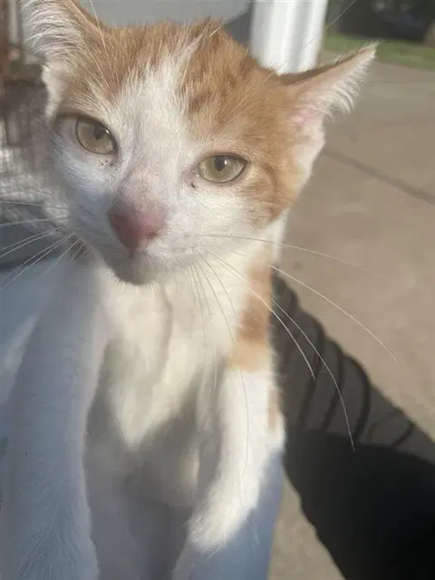 Unknown - Domestic Short Hair