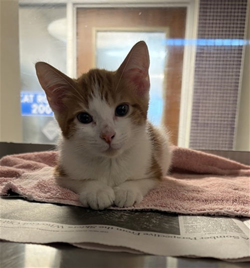 PEPPER, a cat for adoption from Harris County Pets