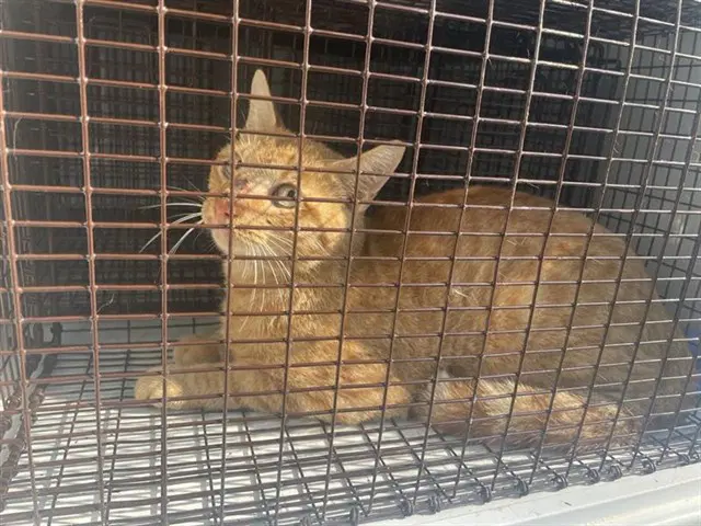 Unknown - Domestic Short Hair