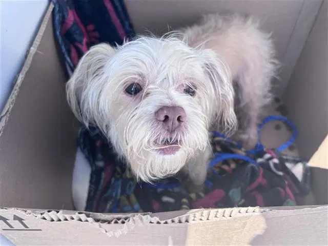 Finn - Shih Tzu