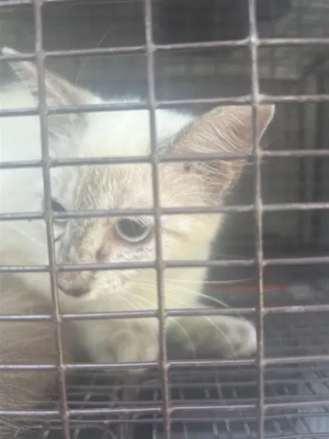 Unknown - Domestic Short Hair