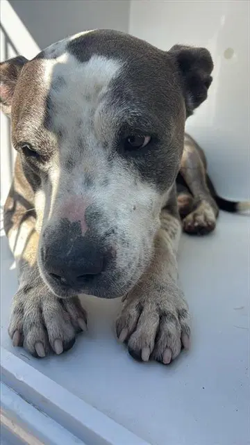 Unknown - Basset Hound