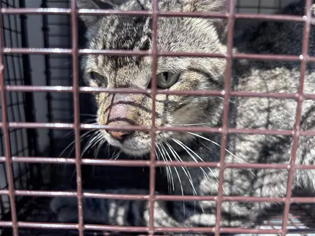 Unknown - Domestic Short Hair