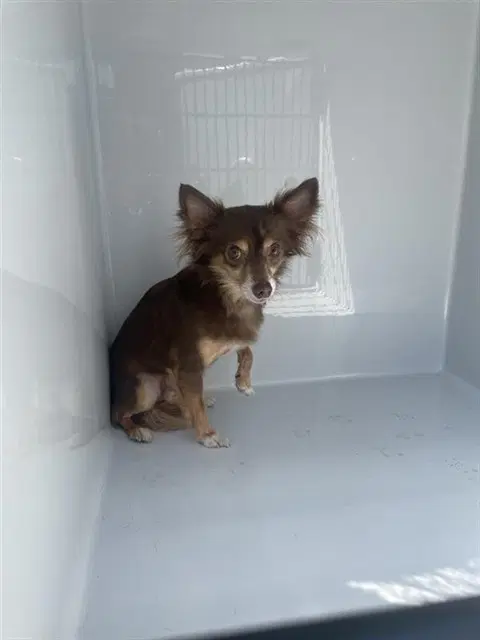 Papi - Chihuahua