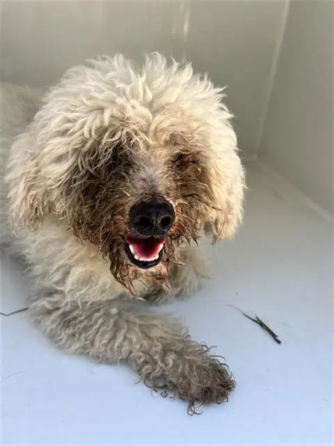 Unknown - Poodle (Miniature)