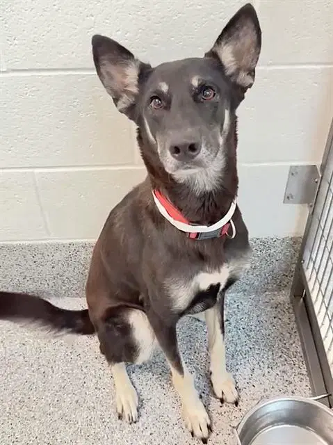 Unknown - German Shepherd Dog