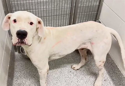 A662244, a dog for adoption from Harris County Pets