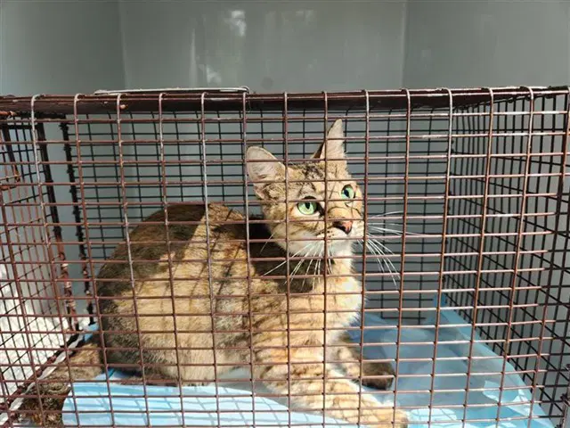 Unknown - Domestic Short Hair