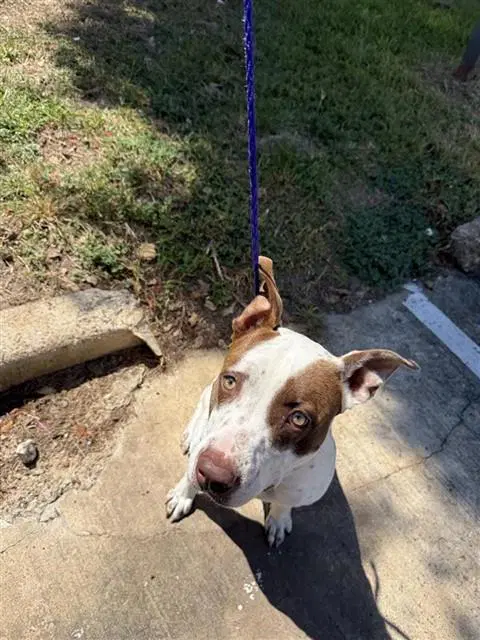 Unknown - Staffordshire Bull Terrier
