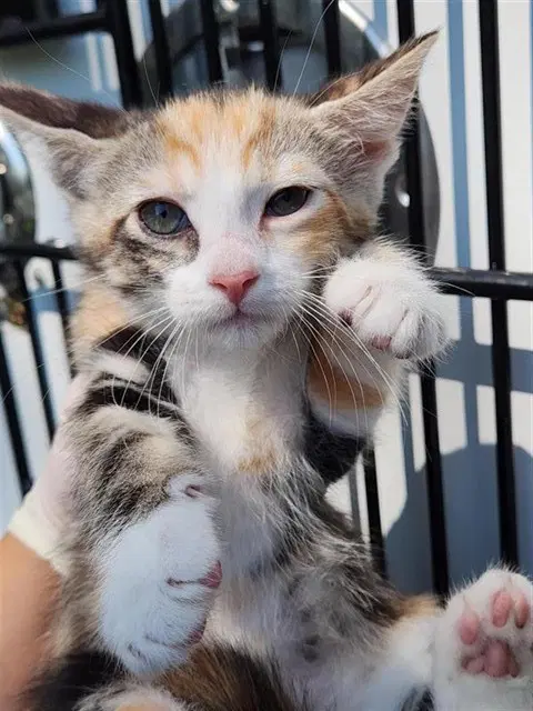Unknown - Domestic Short Hair