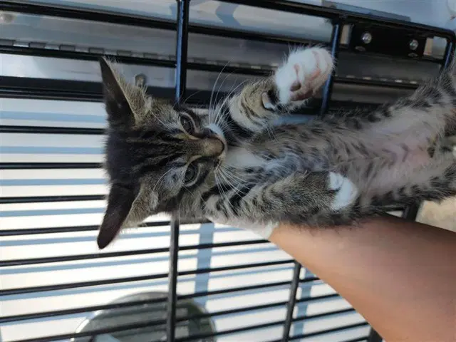 Unknown - Domestic Short Hair