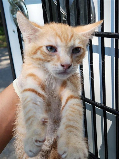 A662249, a cat for adoption from Harris County Pets