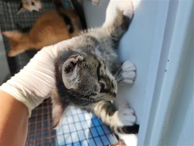 Unknown - Domestic Short Hair