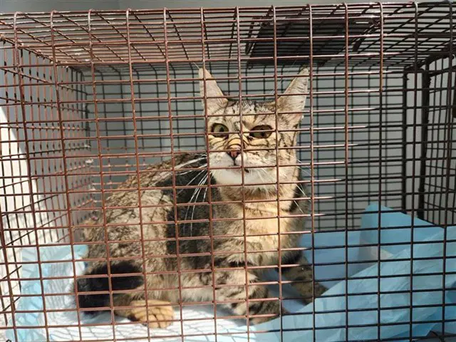 Unknown - Domestic Short Hair
