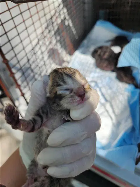 Unknown - Domestic Short Hair