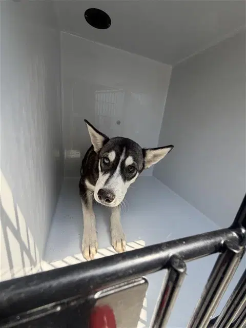 Unknown - Husky