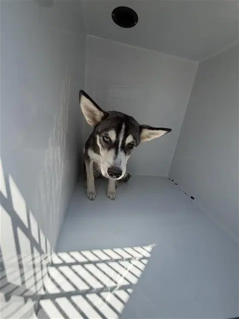 Unknown - Husky