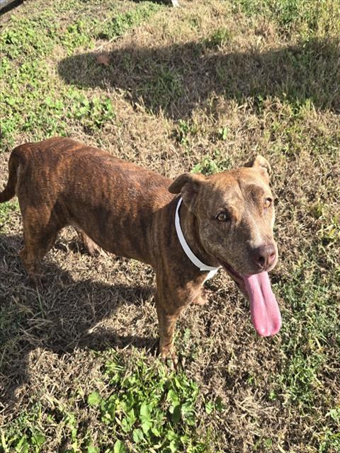 BROOKIE, a dog for adoption from Harris County Pets