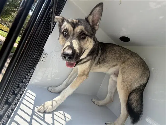 Unknown - Husky