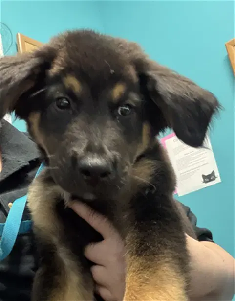 Unknown - German Shepherd Dog