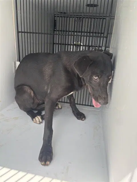 Unknown - Labrador Retriever