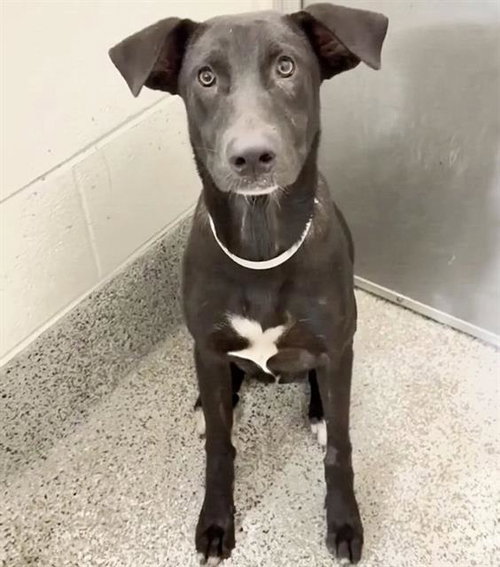 WEDNESDAY, a dog for adoption from Harris County Pets