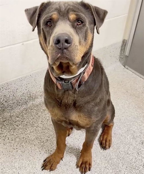 A662290, a dog for adoption from Harris County Pets
