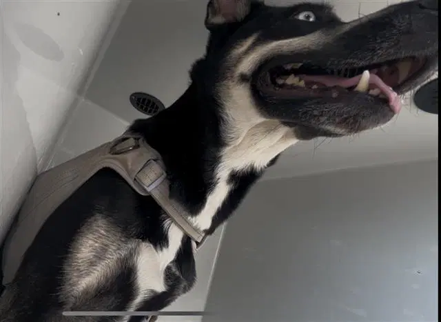 Luna - Siberian Husky
