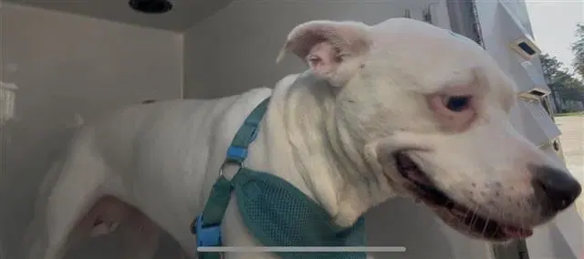 Halo - Pit Bull Terrier