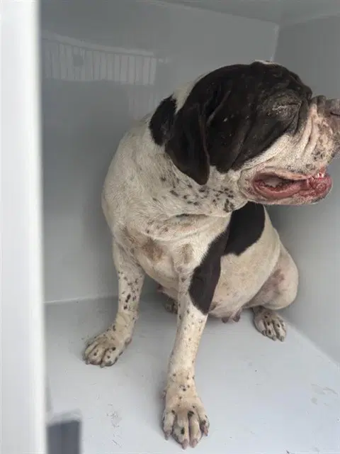 Unknown - Bulldog