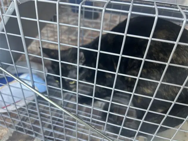 Unknown - Domestic Short Hair