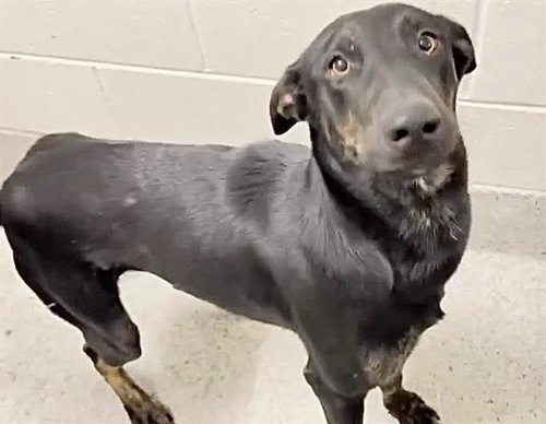 A662326, a dog for adoption from Harris County Pets