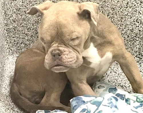 BELLATRIX, a dog for adoption from Harris County Pets