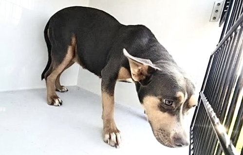 A662305, a dog for adoption from Harris County Pets