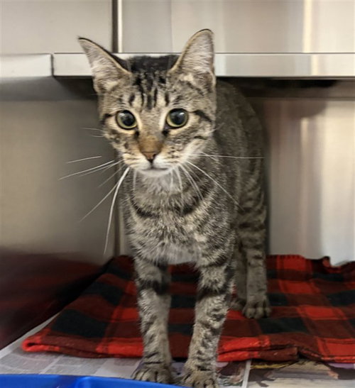 KACEY, a cat for adoption from Harris County Pets