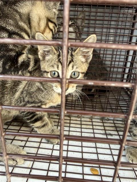 A662321, a cat for adoption from Harris County Pets