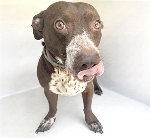A662325, a dog for adoption from Harris County Pets